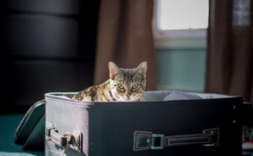 Durante il tuo trasloco con animali, affidati a specialisti del settore