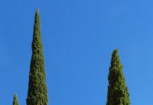 preche il cipresso e l albero dei cimiteri Dalla storia ai giorni nostri