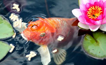 Laghetto da giardino