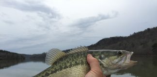Pesce persico africano