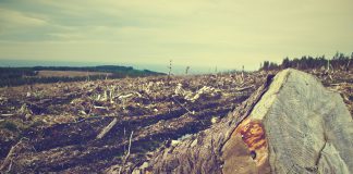 Deforestazione Amazonia