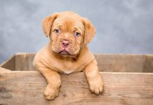 Passaggio di proprietà del cane