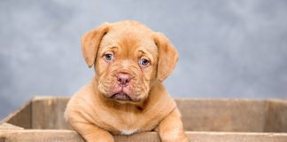Passaggio di proprietà del cane